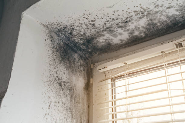 Affordable Mold Removal solutions in Audubon, NJ